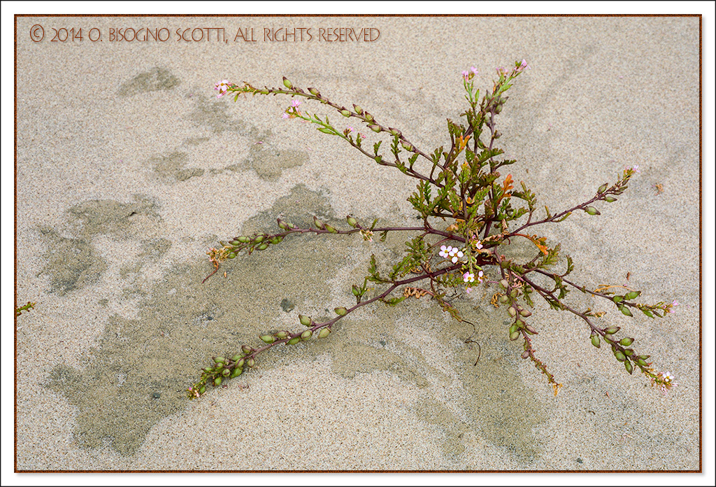 Flowering Beach Plant, Point Sal, California