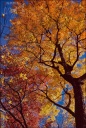 Autumn Tree, North Carolina