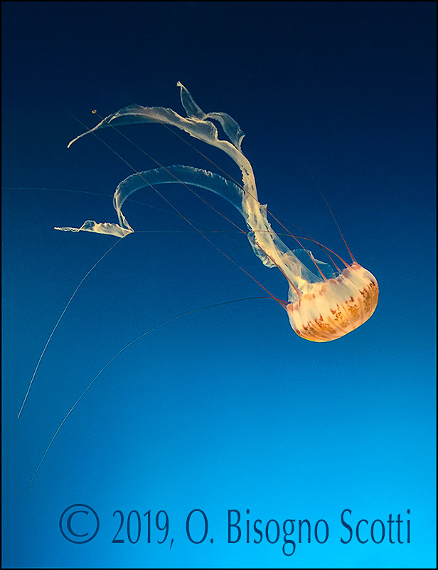 Jellyfish, Aquarium of the Pacific, Long Beach, CA